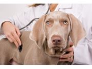 Consultas de Cães