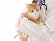 Consultas de Gatos