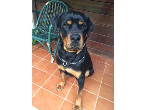 Toretto