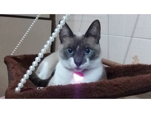Prim