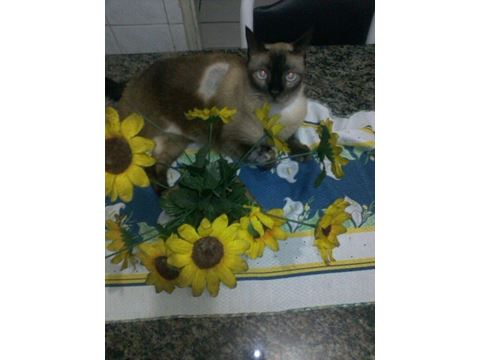 Mel