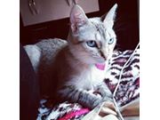 Effie