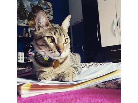 Peeta