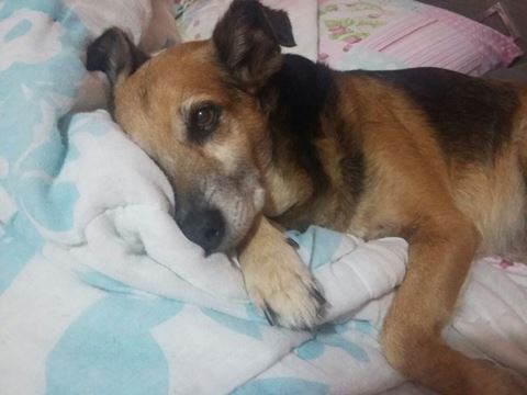 Bilu