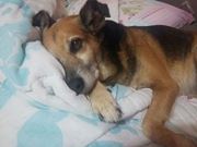 Bilu
