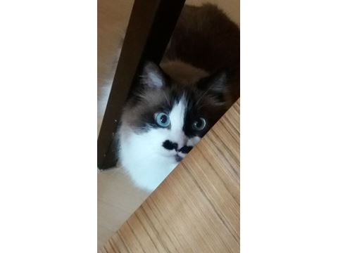 Chaplin