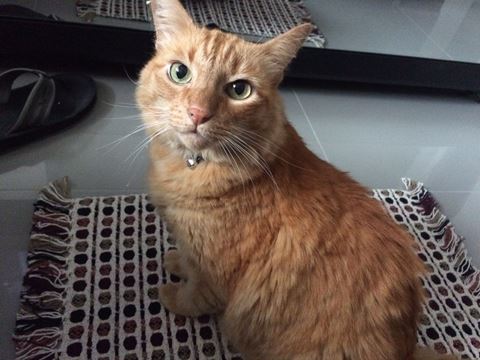 Gato