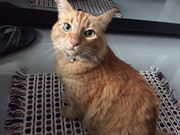Gato