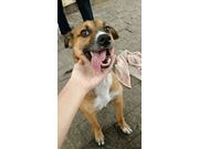 Pingo