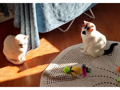 Duda & Luna