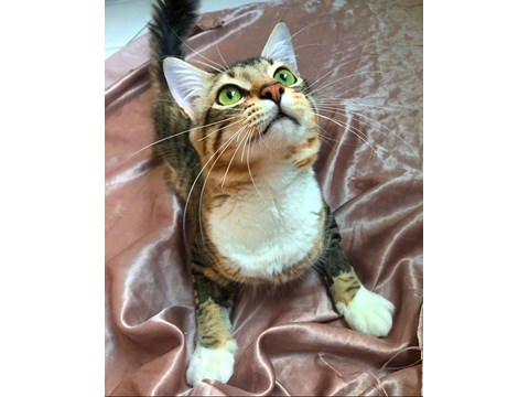 Simba