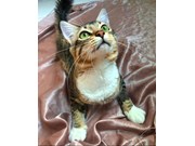 Simba