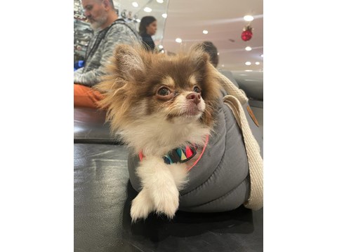 Lolita