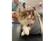 Lolita
