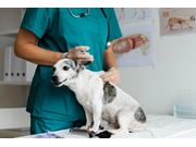 Vacinação de Filhotes em Casa na região de Borda da Mata