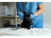 Vacinação em Gatos na região de Borda da Mata