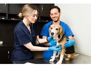 Acompanhamento Veterinário em Casa em Novo Horizonte