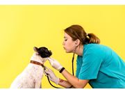 Acompanhamento Veterinário em Domicílio em Novo Horizonte