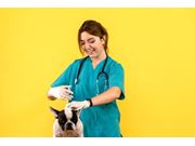 Aplicação de Vacina em Cachorros em Novo Horizonte
