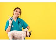 Aplicação de Vacina Em Cães em Novo Horizonte