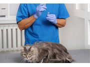 Aplicação de Vacina em Gatos em Novo Horizonte