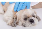 Assistência Veterinária em Casa em Novo Horizonte