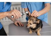 Assistência Veterinária em Domicílio em Novo Horizonte