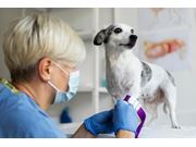 Assistência Veterinária em Novo Horizonte