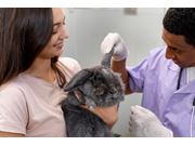 Consulta Veterinária em Casa em Novo Horizonte