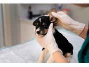 Consulta Veterinária Pediátrica em Novo Horizonte