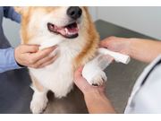 Curativo Para Cães em Domicílio em Novo Horizonte