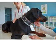 Curativo Para Cães em Novo Horizonte