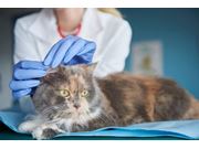 Curativo Para Gatos em Domicílio em Novo Horizonte