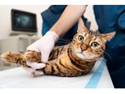 Curativo Para Gatos em Novo Horizonte