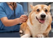 Médico Veterinário em Casa em Novo Horizonte
