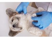 Médico Veterinário em Domicílio em Novo Horizonte