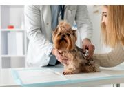 Médico Veterinário à Domicílio em Novo Horizonte