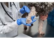 Tratamento de Feridas Para Cães em Novo Horizonte