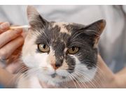 Tratamento de Feridas Para Gatos em Novo Horizonte