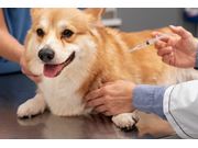 Vacina para Cães em Casa em Novo Horizonte