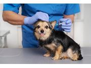 Vacina para Cães em Domicílio em Novo Horizonte