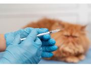 Vacina para Gatos em Casa em Novo Horizonte
