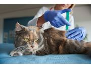 Vacina para Gatos em Domicílio em Novo Horizonte