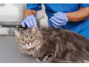 Vacinação de Gatos Filhotes em Novo Horizonte