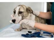 Vacinação em Cães em Casa em Novo Horizonte