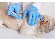 Vacinação em Cães em Novo Horizonte