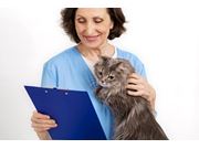 Vacinação em Gatos em Casa em Novo Horizonte