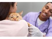 Vacinação em Gatos em Domicílio em Novo Horizonte