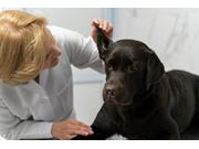 Veterinário em Casa em Novo Horizonte