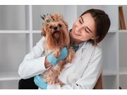 Veterinário em Domicílio em Novo Horizonte